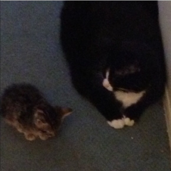 TRAX & Mr. CHIMES - Picture 3 of 4