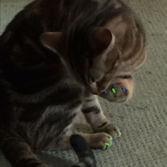 TRAX & Mr. CHIMES - Picture 4 of 4