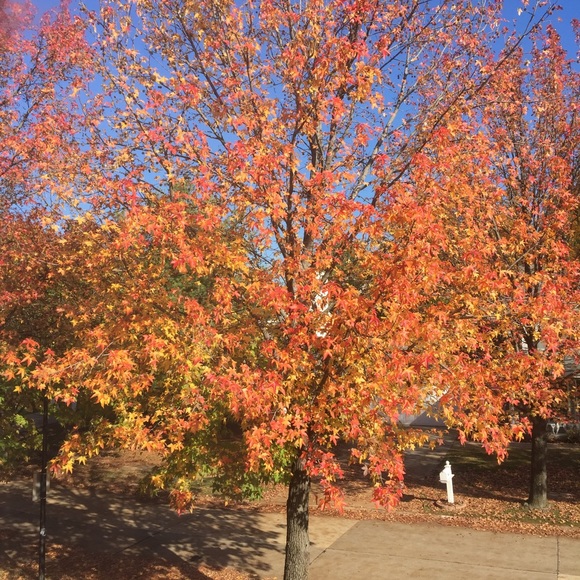 Meet your Posher, Lawanna - Picture 1 of 1