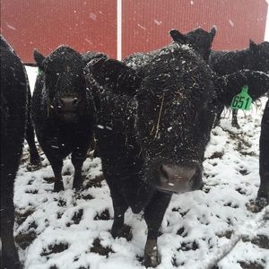 Meet your Posher, Paige