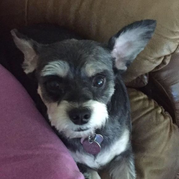 Meet your Posher, Cindy - Picture 1 of 1