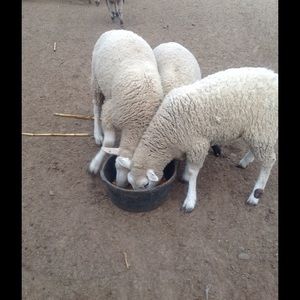 Meet your Posher, Nj