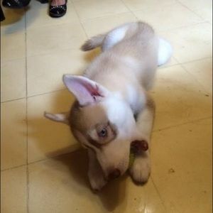 Meet your Posher, Guillermo