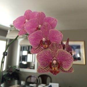 Meet your Posher, Kat