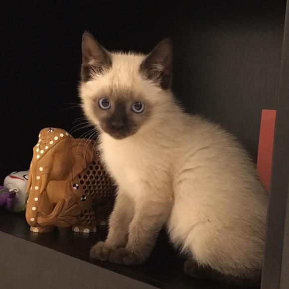 Meet your Posher, Hiro - Picture 2 of 3