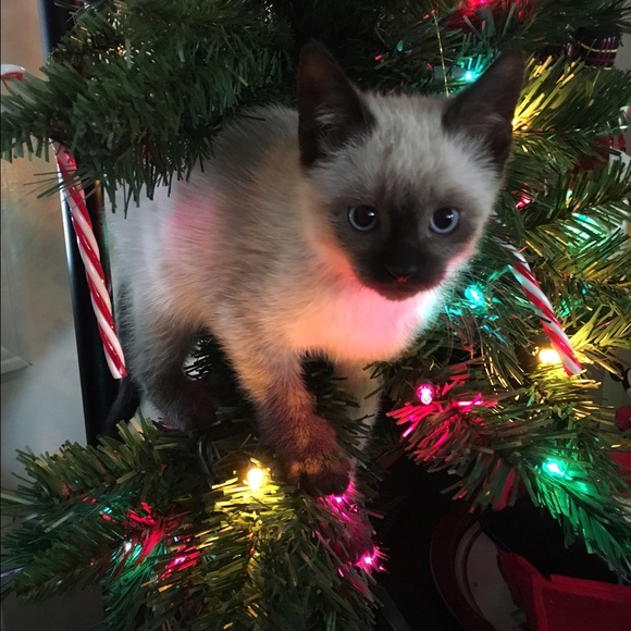 Meet your Posher, Hiro - Picture 3 of 3