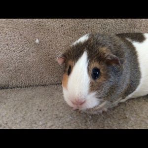 Meet your Posher, Edie