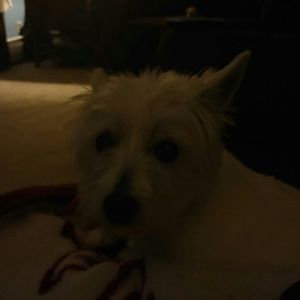 Meet your Posher, Rachael