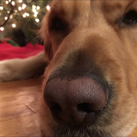 Meet your Posher, Tara - Picture 1 of 1