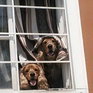 Meet your Posher, Patty