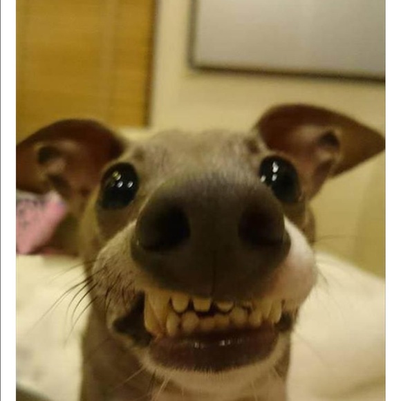 Meet your Posher, Nicole - Picture 2 of 2