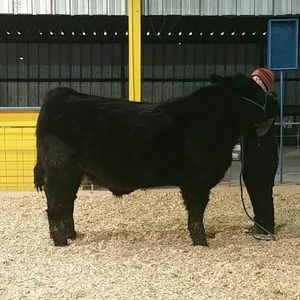 Meet your Posher, Brandy