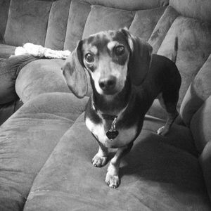 Meet your Posher, Lacey