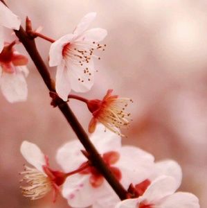 Meet your Posher, Jovie