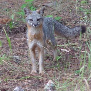 Meet your Posher, Cynthia