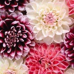 Meet your Posher, Jacqueline