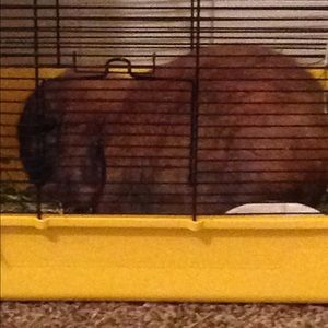 Meet your Posher, Rachel