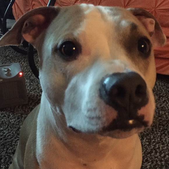 "NOT FOR SALE"  🐶MY HANDSOME BABY BOY "ROPER".