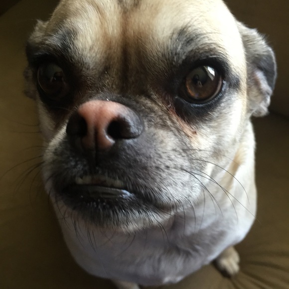 Meet your Posher, Jamie and my babies - Picture 2 of 3