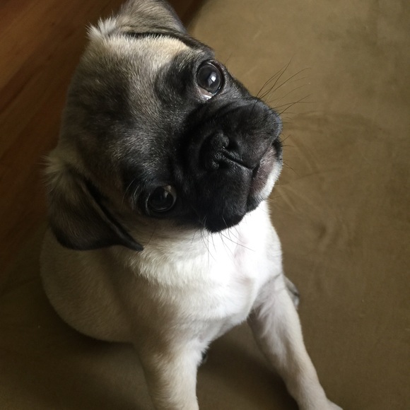 Meet your Posher, Jamie and my babies - Picture 3 of 3