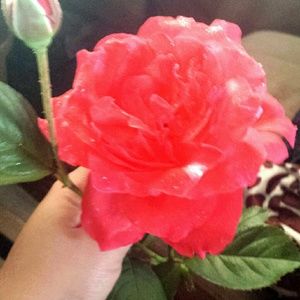 Meet your Posher, Jackeline