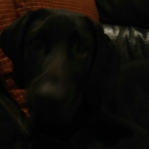 Meet your Posher, Dustin