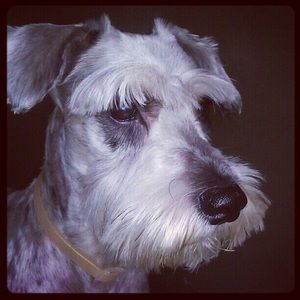 Meet your Posher, Josue