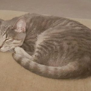 Meet your Posher, Susab