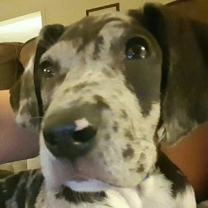 Meet your Posher, Robin