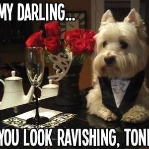 Meet your Posher, Calvin