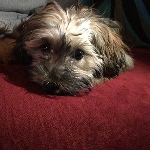 Meet your Posher, Samantha