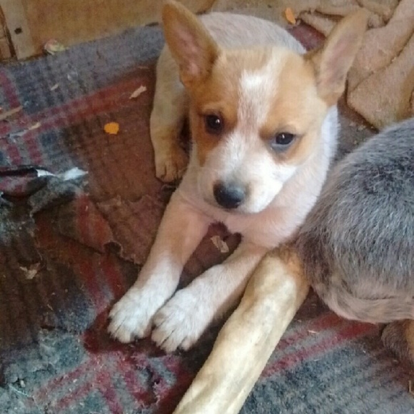 Dottie Stuart - Picture 2 of 8