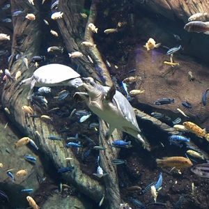 Meet your Posher, Veronica