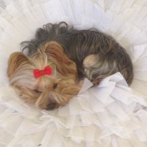 Meet your Posher, Lisa