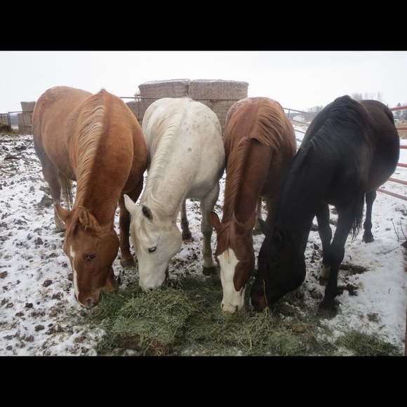 🐾❤️Bundle & Save! ❤️🐾 - Picture 2 of 4