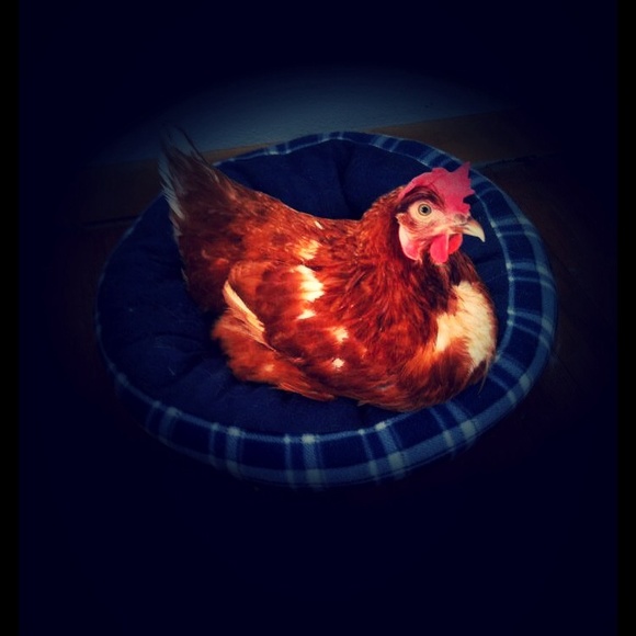 🐾❤️Bundle & Save! ❤️🐾 - Picture 4 of 4