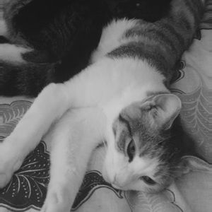 Meet your Posher, Savannah