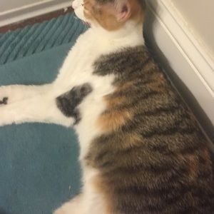 Meet your Posher, Devoe