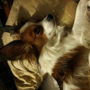 Meet your Posher, Edisona