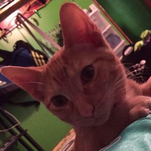 Meet your Posher, Ashley