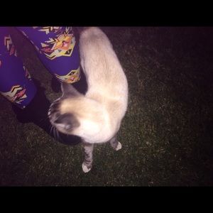 Lularoe Purple Tribal "unicorn" Leggings