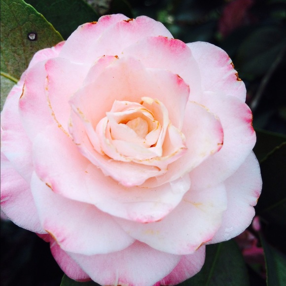 Meet your Posher, Lisa - Picture 4 of 4