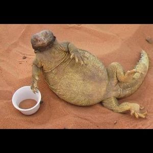 Meet your Posher, Ammar