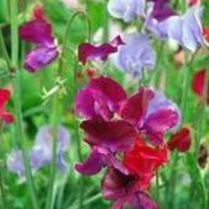 Meet your Posher, Pam