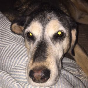 Meet your Posher, Joy