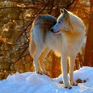 Meet your Posher, Kris