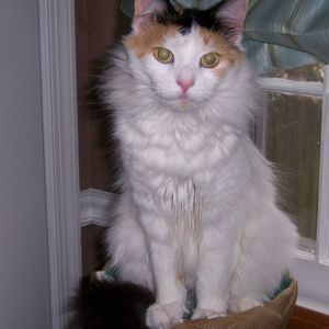 Meet your Posher, Geraldine