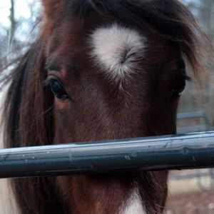 Meet your Posher, Courtney