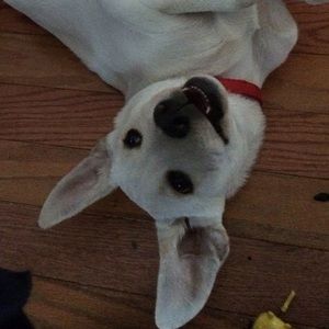 Meet your Posher, Wil