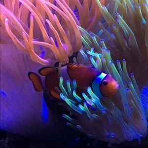 Meet your Posher, Claire